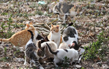 Todo&nbsp;a punto para el Mercado Solidario y la Feria de Adopci&oacute;n de animales de Elda