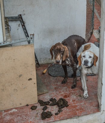 Apropet decepcionada por lo que consideran una multa insuficiente ante un caso de maltrato animal