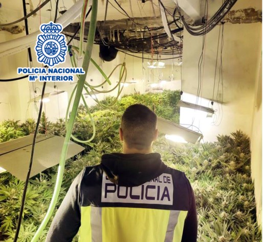 Un detenido por cultivar 278 plantas de marihuana en Elda